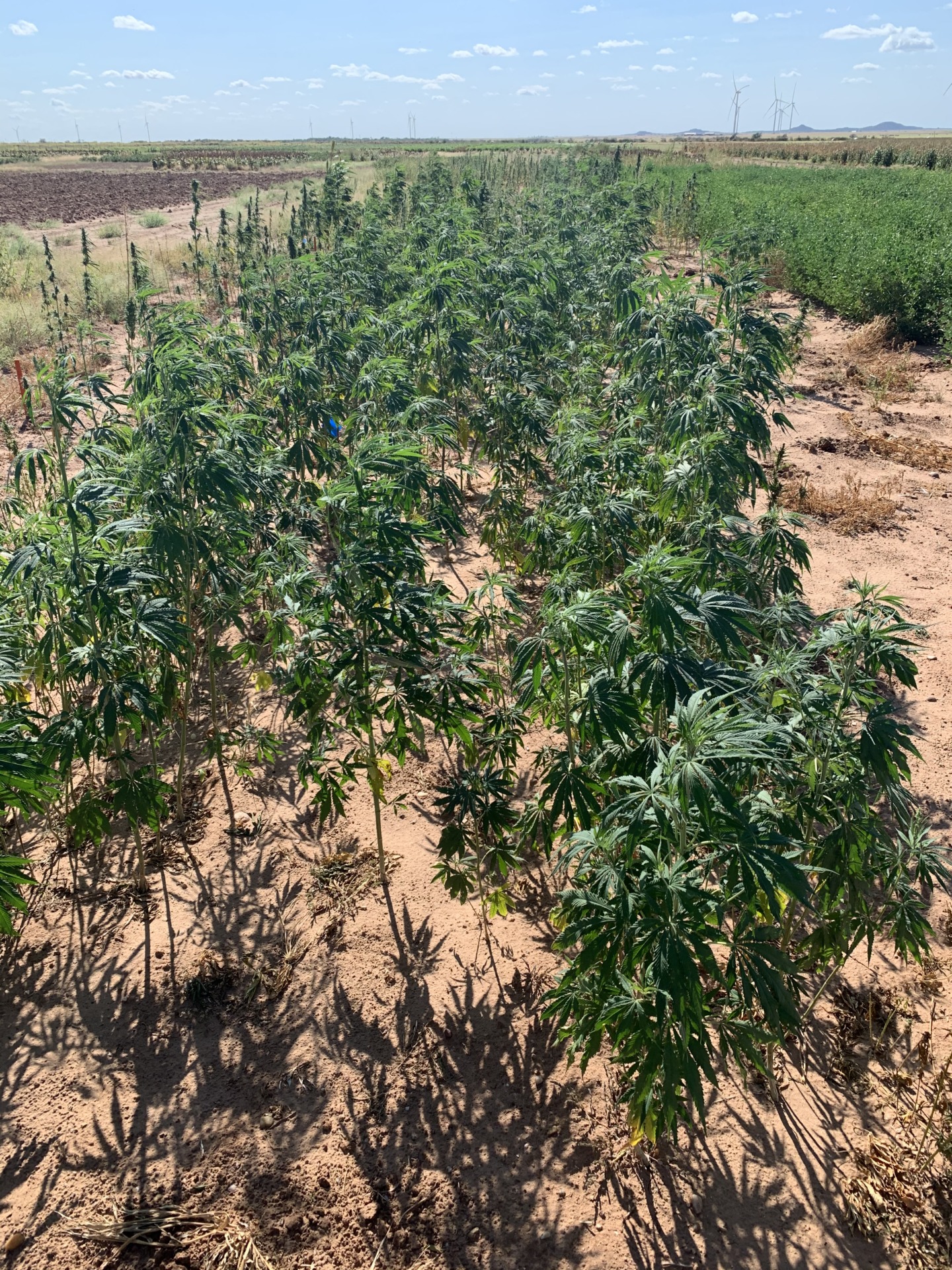  Three Texas A&M AgriLife industrial hemp field days set 