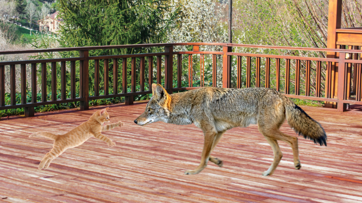  Suspenseful Video Shows Cat Narrowly Escaping Coyote Attack On Texas Porch 