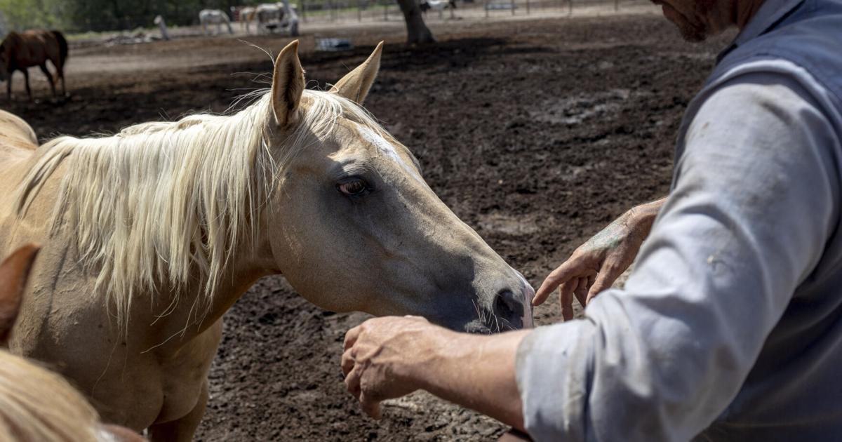  Home for abused and abandoned horses in Smiley, Texas, faces hard times due to drought, inflation 