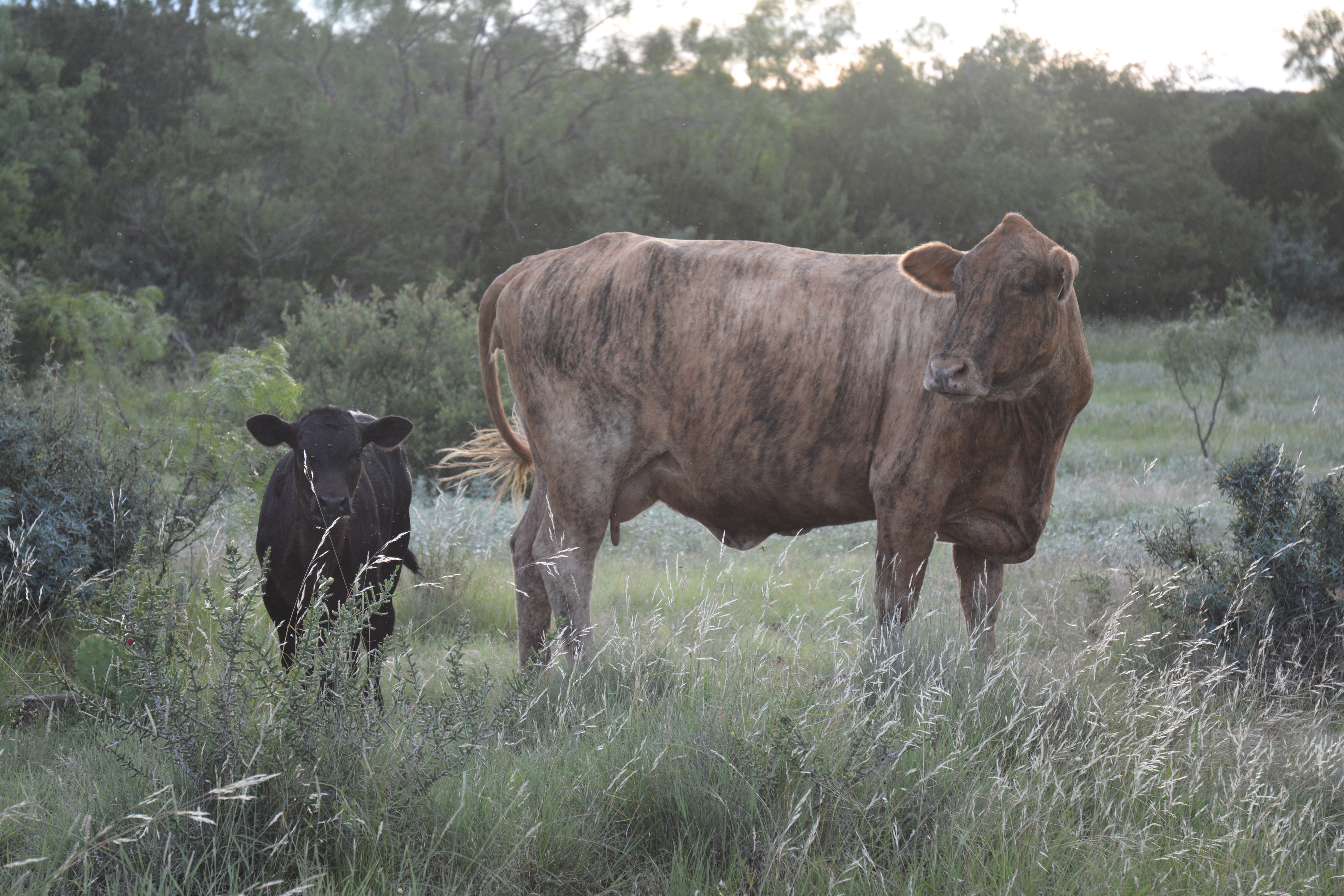  Brush Control Field Day set May 17 in Albany 