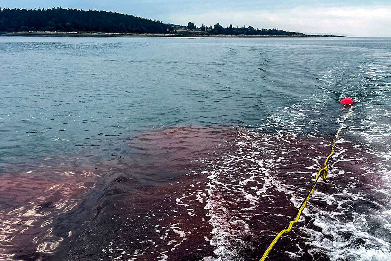  Follow that plume: Scientists dye Whidbey waters to protect shellfish 