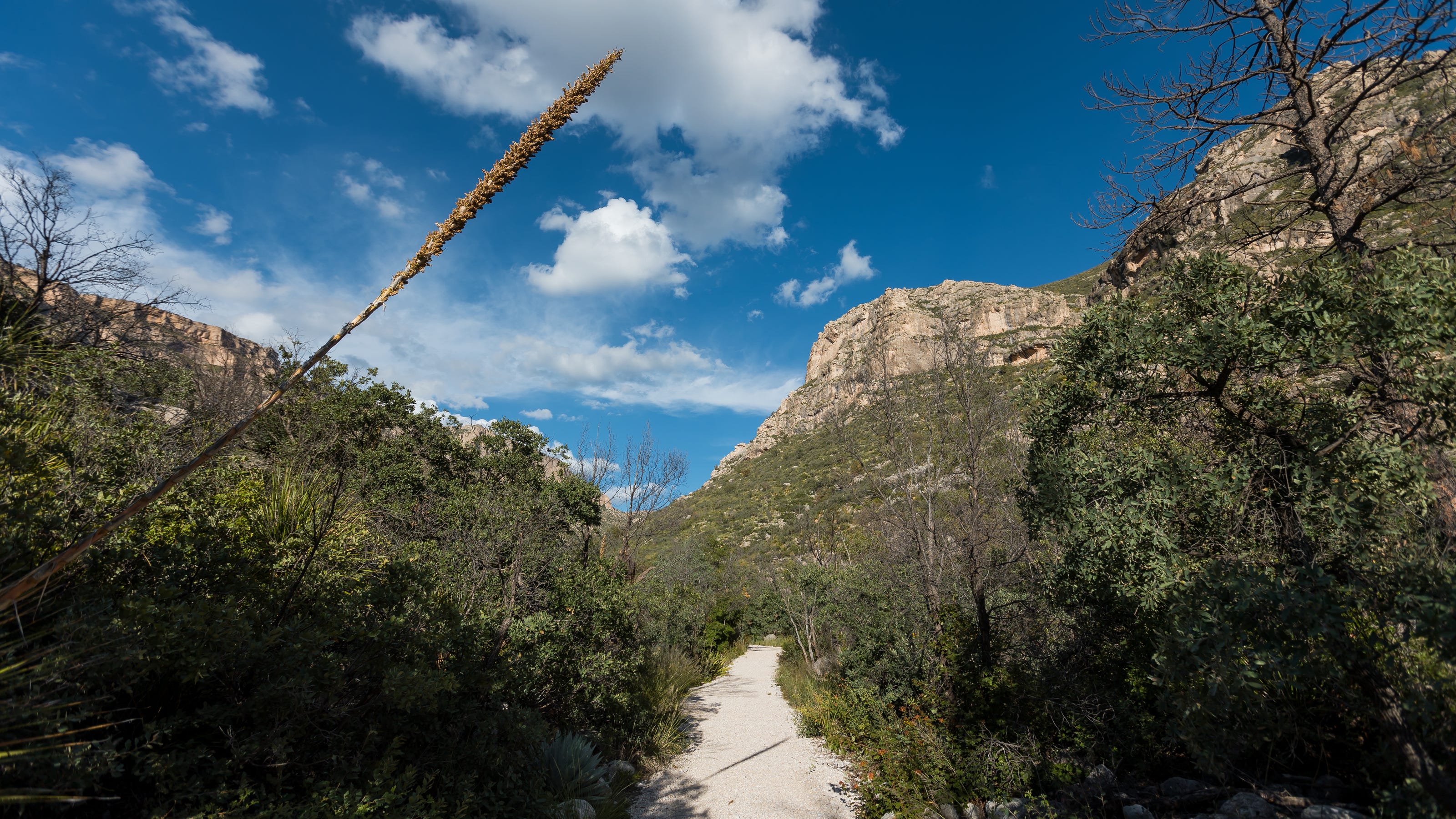  How to plan your visit to Guadalupe Mountains National Park 