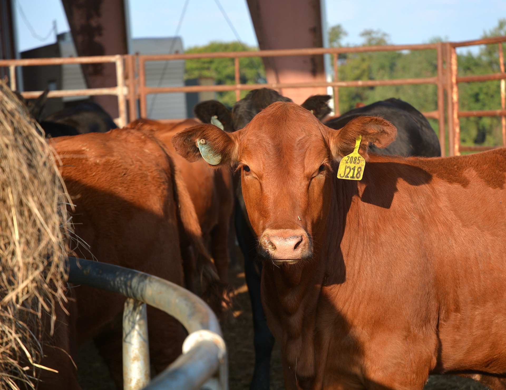  CenTex beef cattle program set Sept. 23 in Morgan 