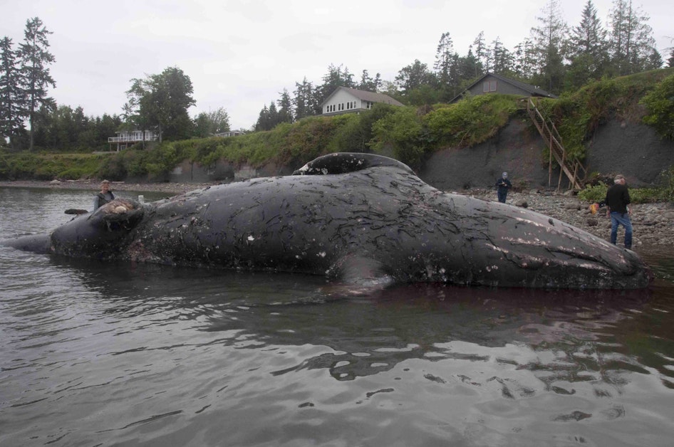  Mind if we drop off a dead whale on your beach? Asking for a friend. 