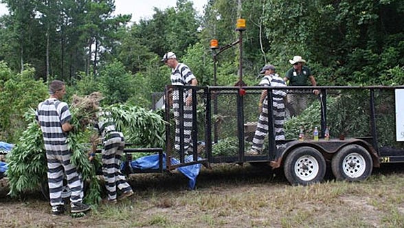   
																Crew behind massive marijuana operation had a secret world 
															 