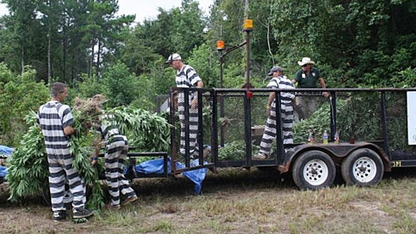  Crew behind massive marijuana operation had a secret world 