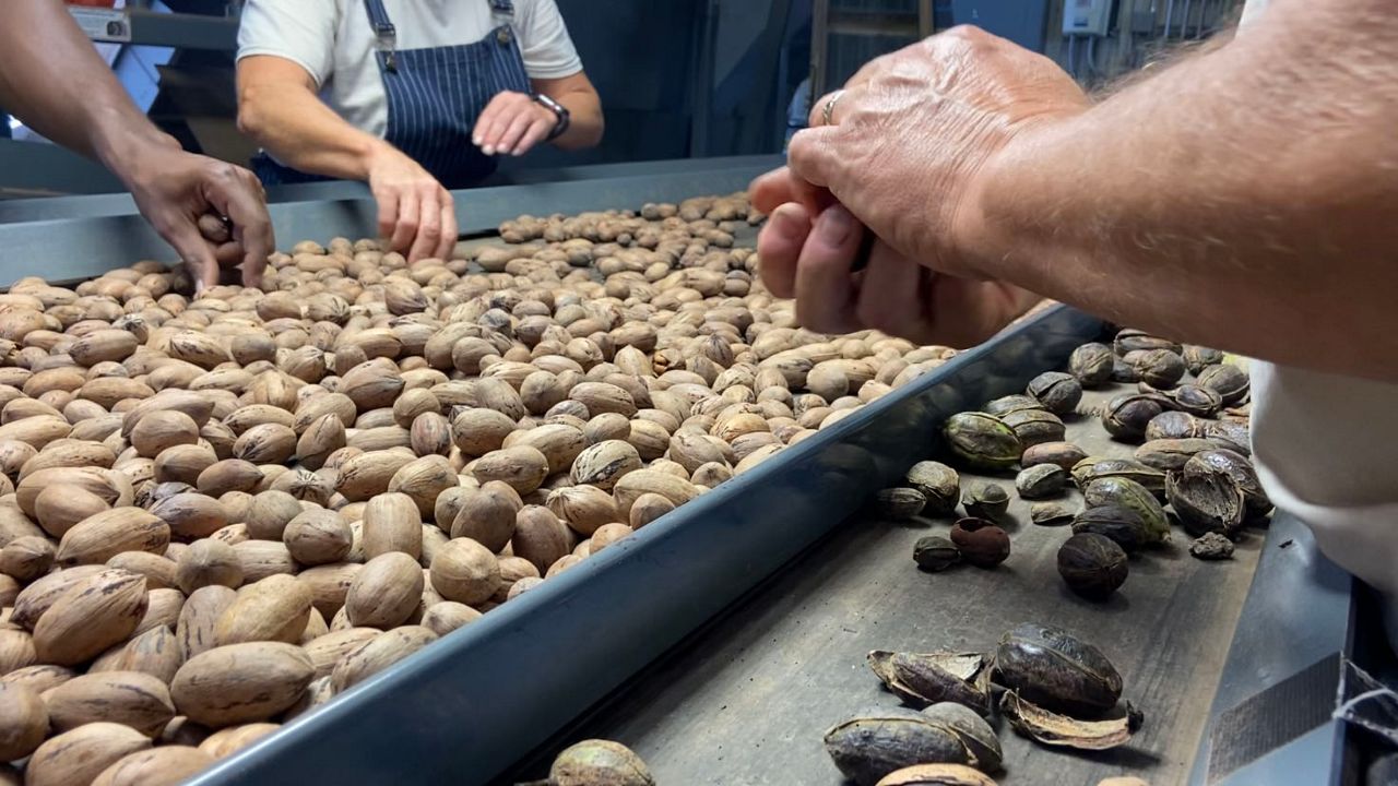  First-Generation Pecan Farmer Adapts to Weather Challenges 
