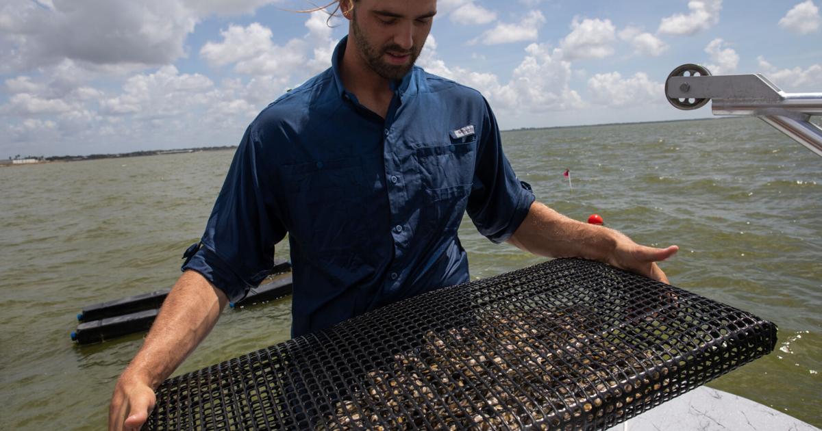  The dawn of a new industry: Oyster farming in Texas 