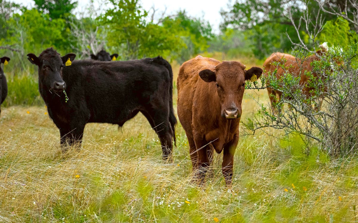  Texas Ranchers Get Paid to Capture Carbon 