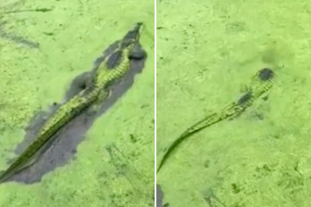   
																Covert alligator is virtually invisible in video showing creature enter Texas waters 
															 