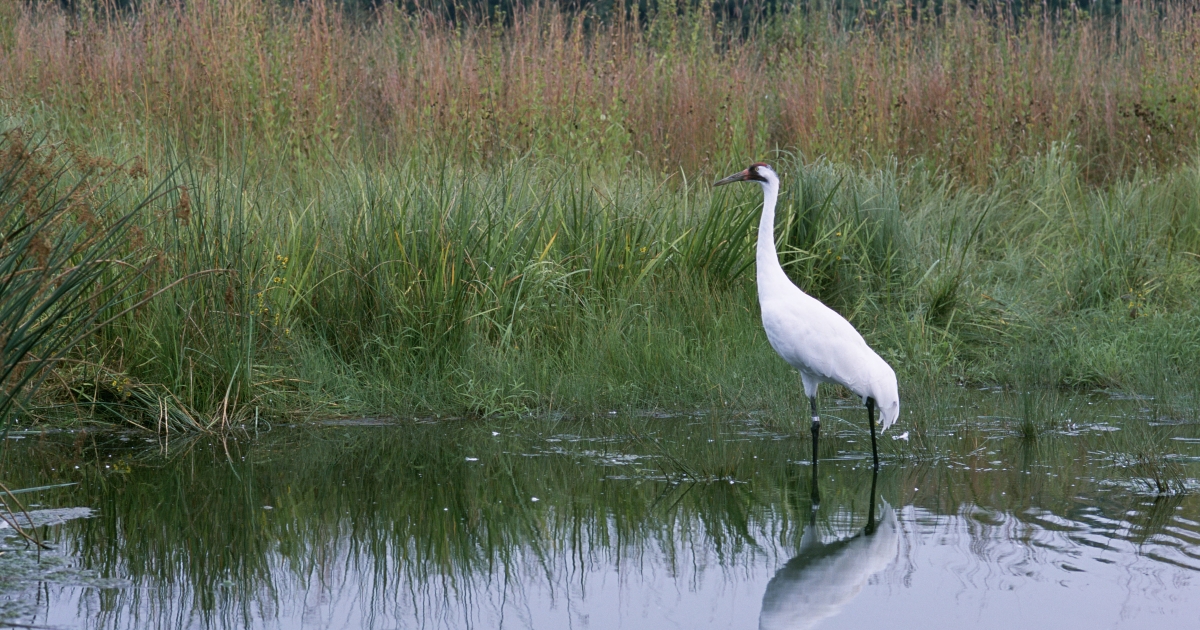  Record High Number of Whooping Cranes Wintered in Texas 