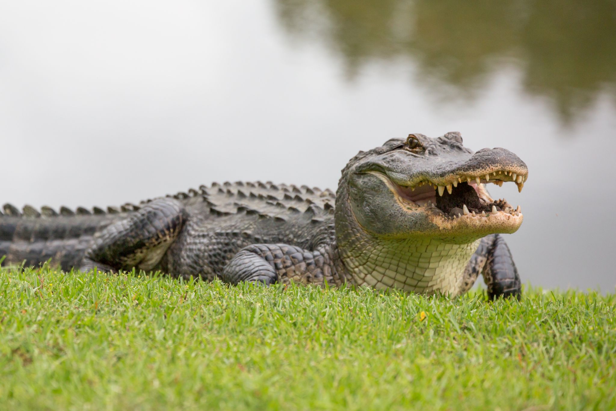  Texas organization reminds folks to not take selfies with gators 