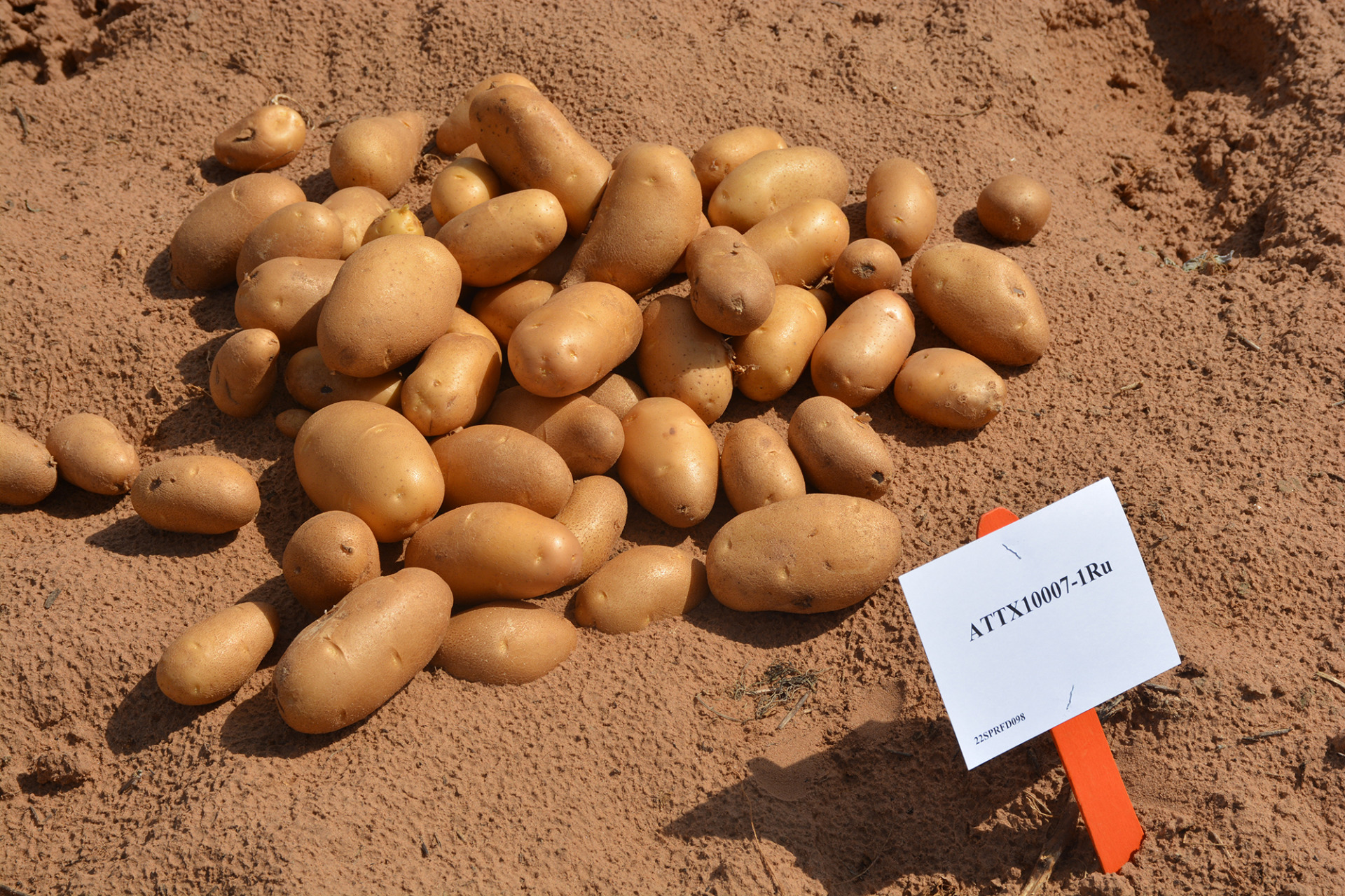  Texas A&M AgriLife breeding variety of potatoes 