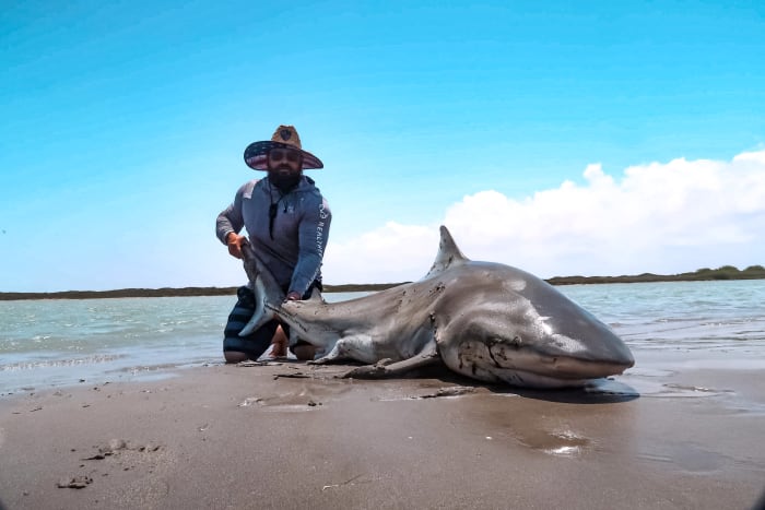  Fisherman reels in 7.5-foot bull shark along Texas coast 