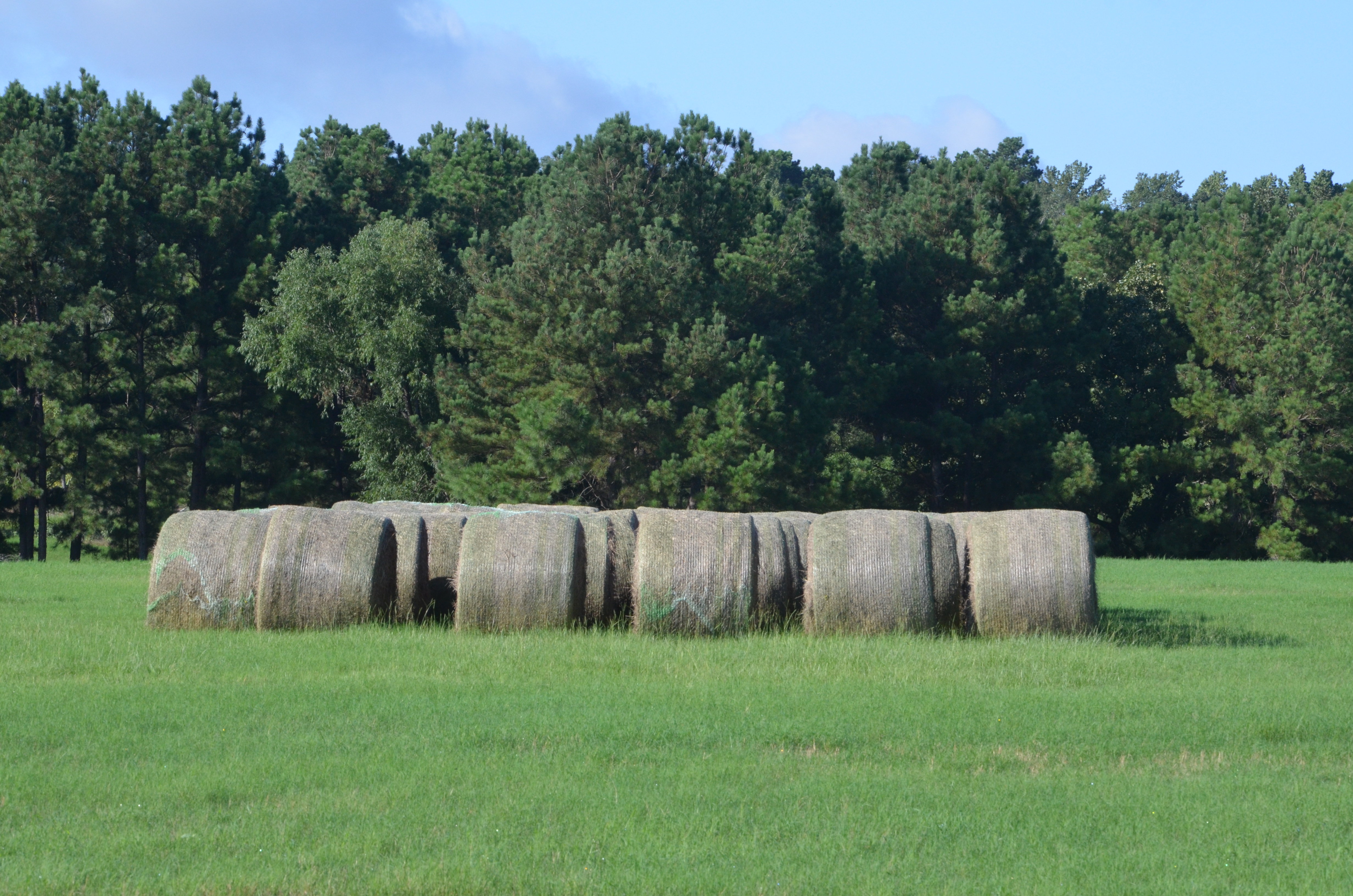  Hay field day, seminar offered June 15 in Hungerford 