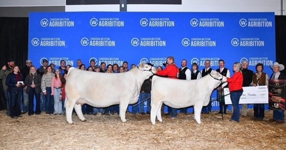  Charolais cow, Brche Berkly Ann 8507, stands supreme as Champion of the World 