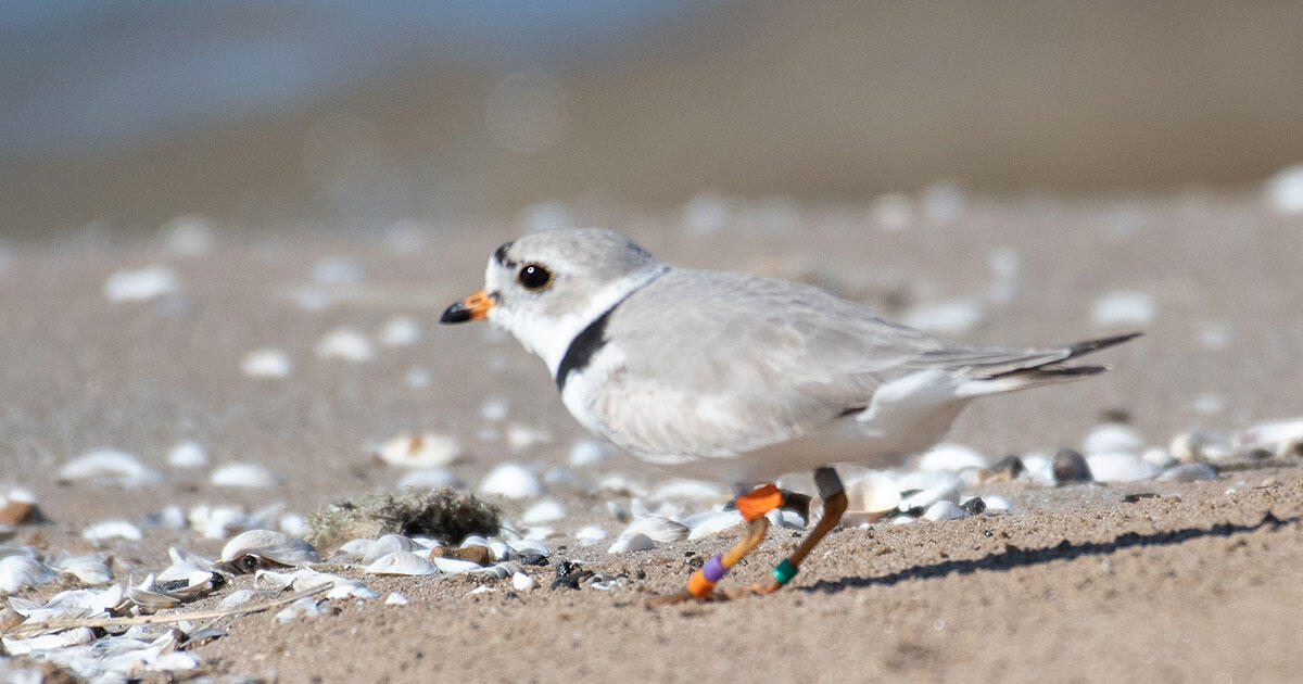  A Farewell to 'Small but Mighty' Monty, the Plover Dad of Montrose Beach 