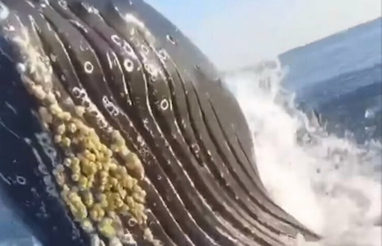  Watch as 40-ton humpback whales lunge out of the water next to shocked Jersey Shore fishermen 
