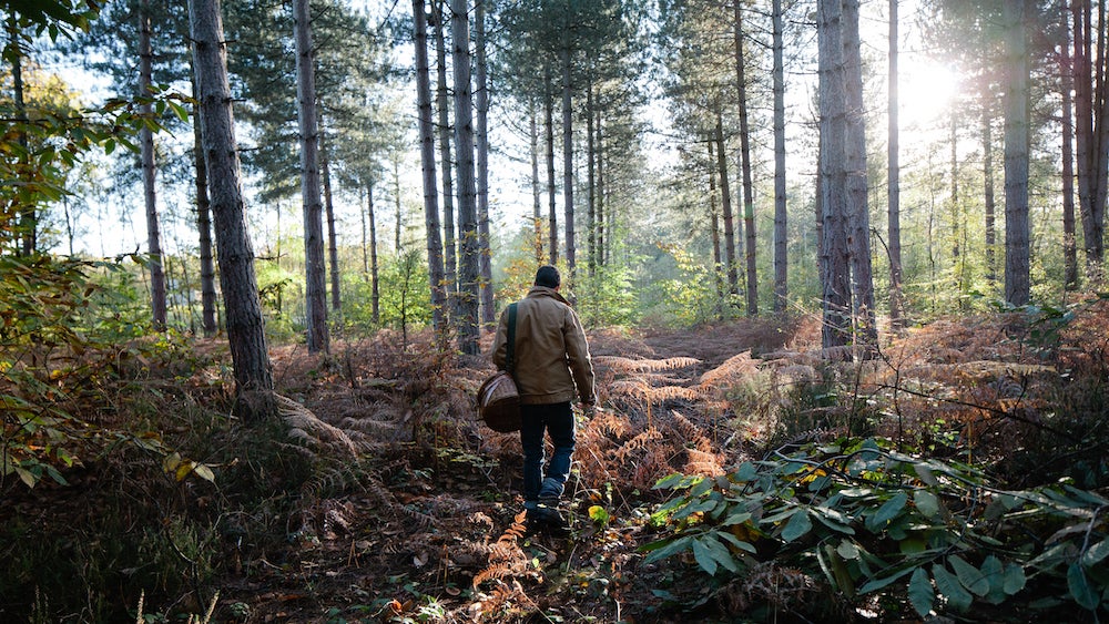  How to Start Foraging Mushrooms Without Dying or Accidentally Tripping 