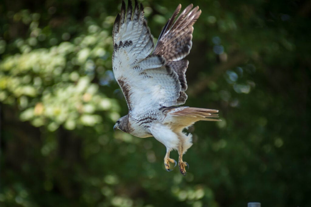  Here’s an Effective Way To Identify Hawk Species: Think Of Them As Ultrarunners 