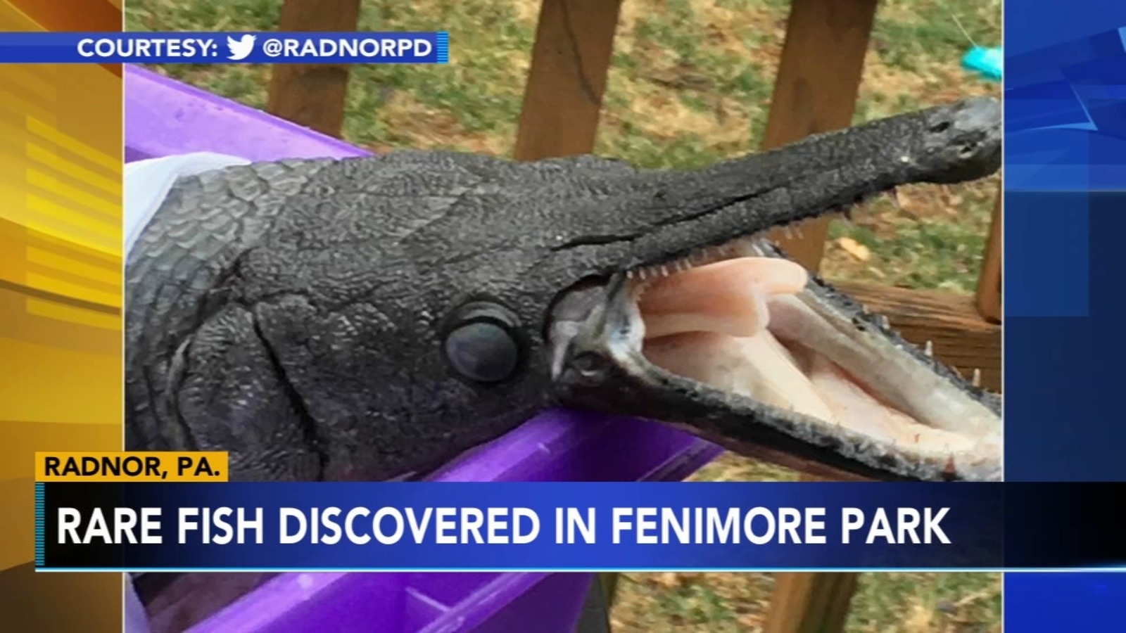  Rare 'Alligator gar' fish found in Radnor Township 