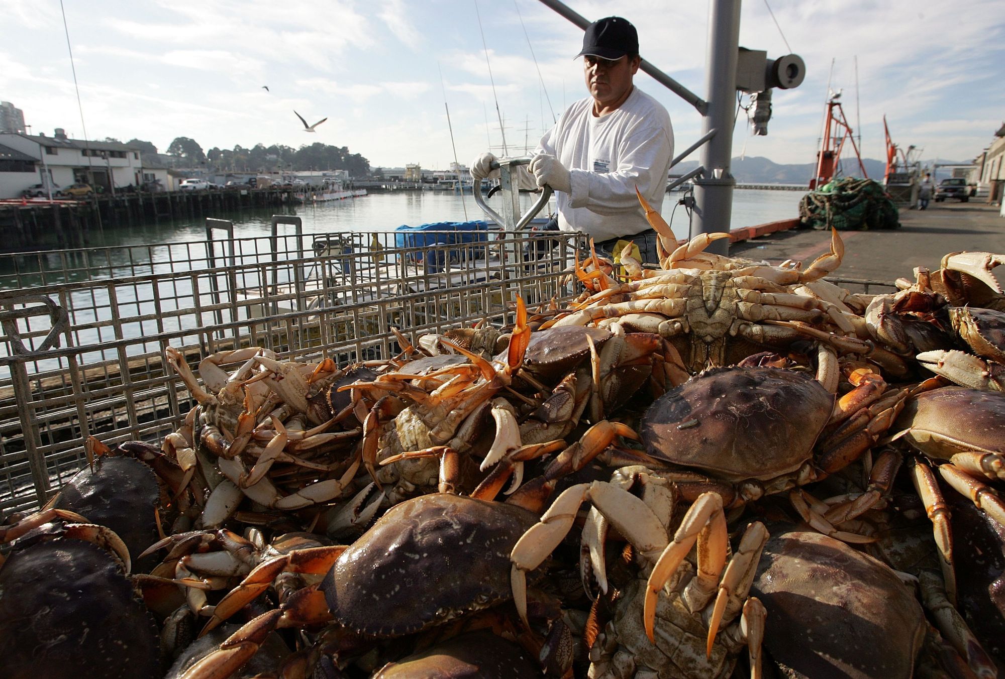  Dungeness Crab Season Finally Starts Today, Fishermen Selling Crab Right Off the Boat 