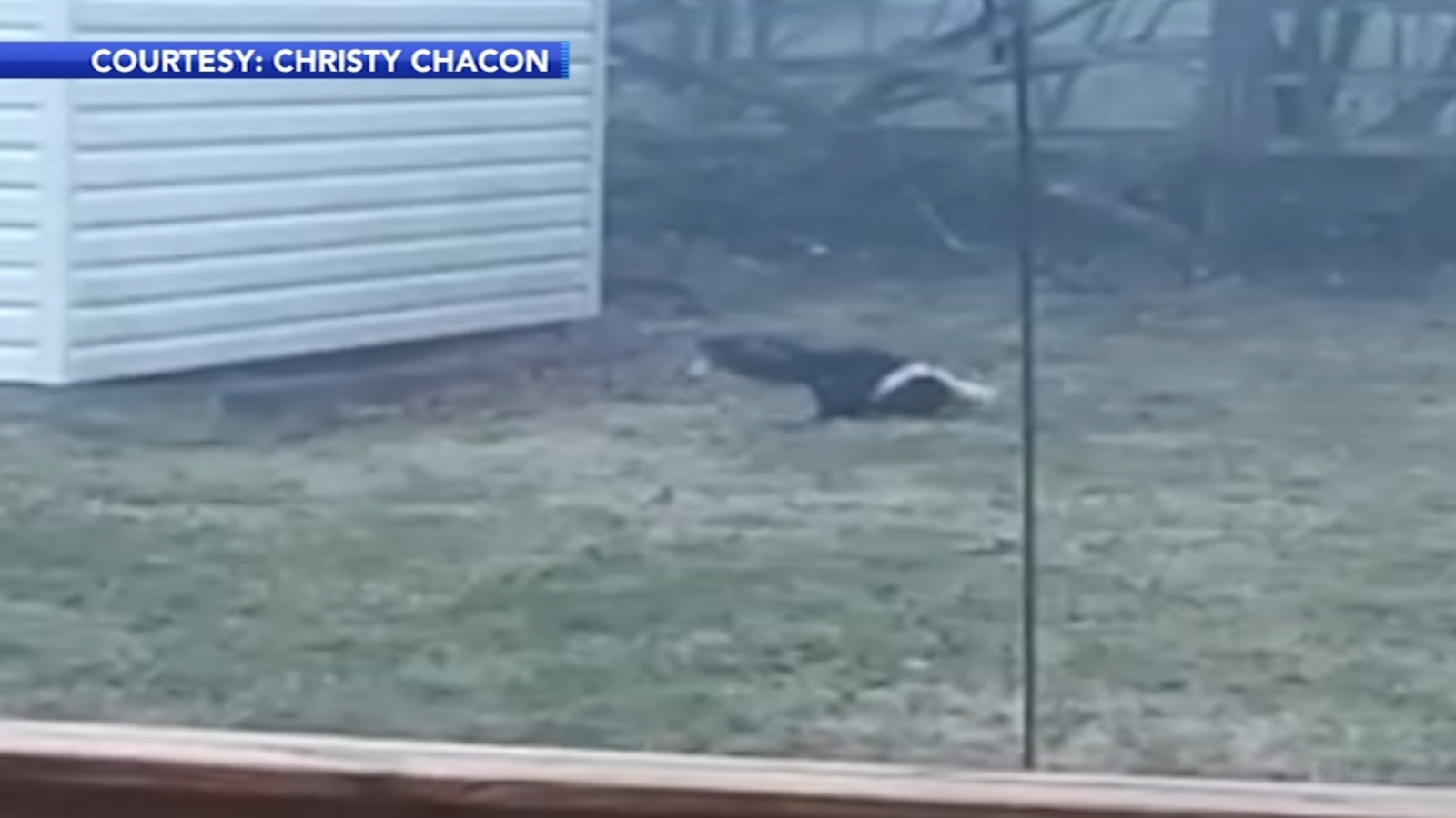  Skunk stuck in peanut butter jar spotted in Montgomery County 