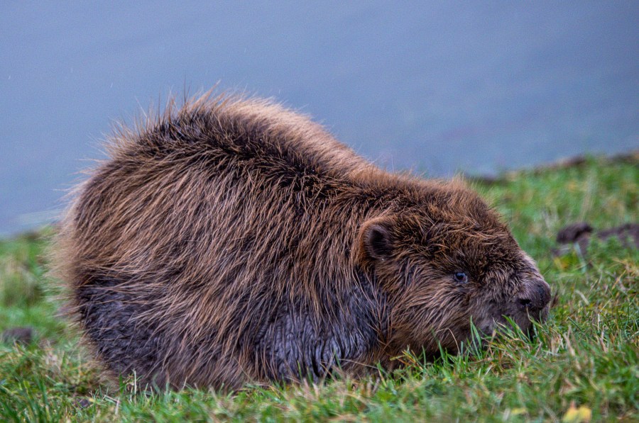  STEM kids find solutions to save beaver family’s habitat 