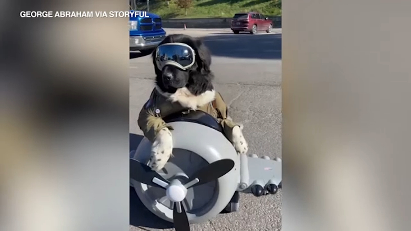  Newfoundland dog dressed as pilot rides around on toy plane: VIDEO 