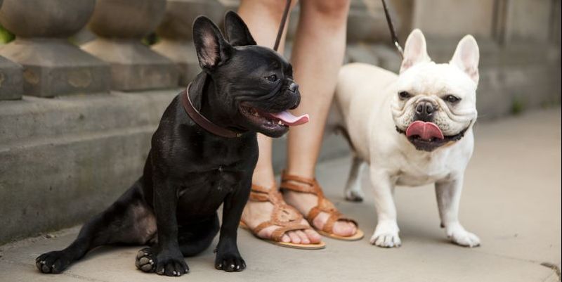  This Is the Most Popular Dog Breed in Every Major City 