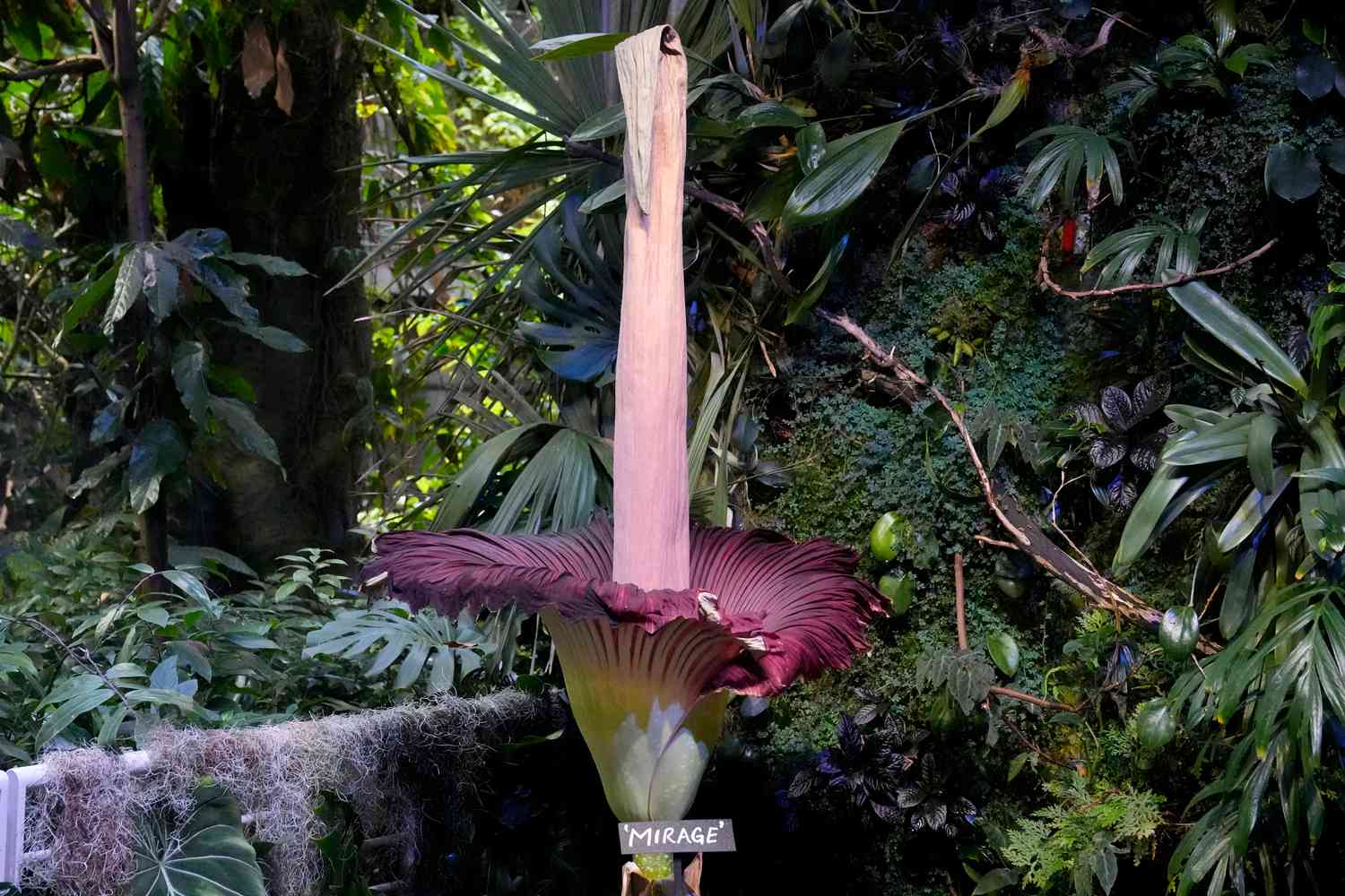  Hundreds Line Up in San Francisco to See 7-Foot Tall Corpse Flower That Smells 'Like a Porta Potty' 