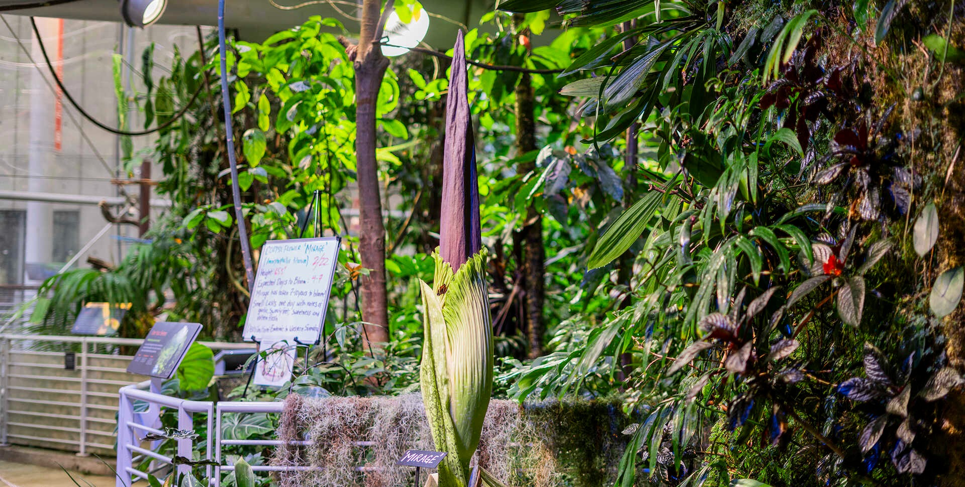  Stink Alert! A Giant Corpse Flower Is In Full Bloom In San Francisco 