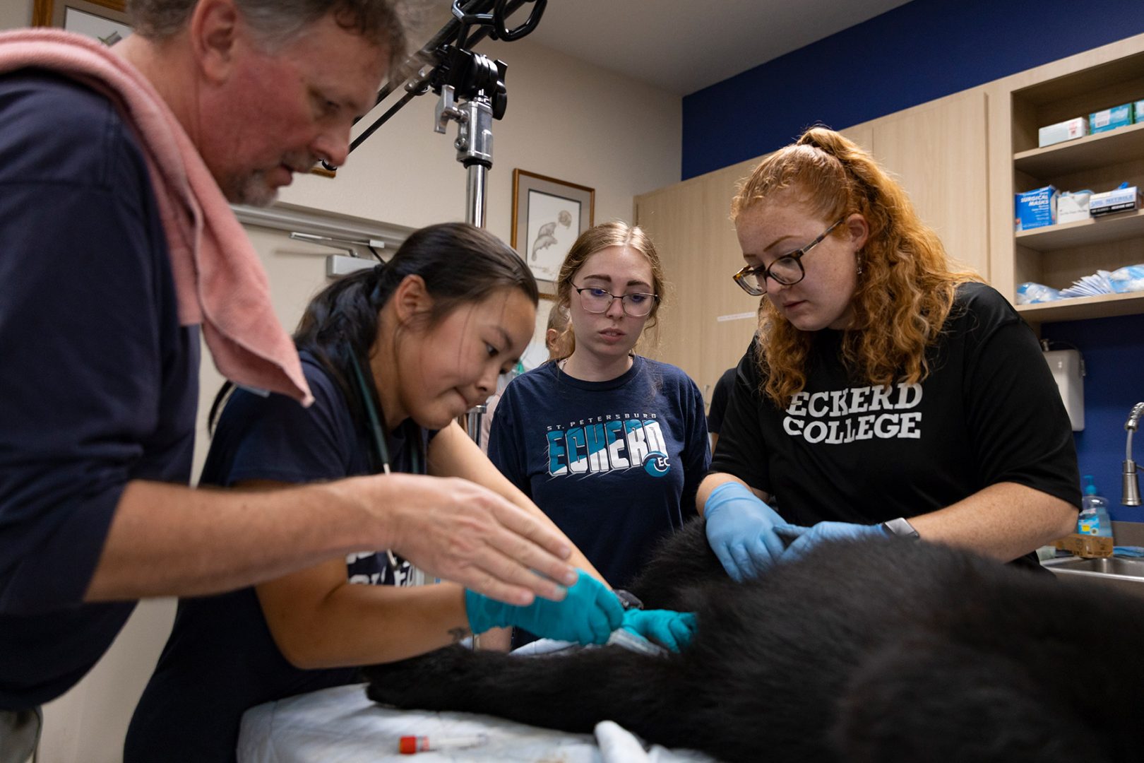  Eckerd College students help tag and treat black bear cubs at state wildlife park 