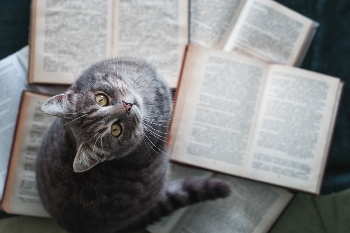  Massachusetts Library Offers to Waive People's Fines in Exchange for Cat Photos 