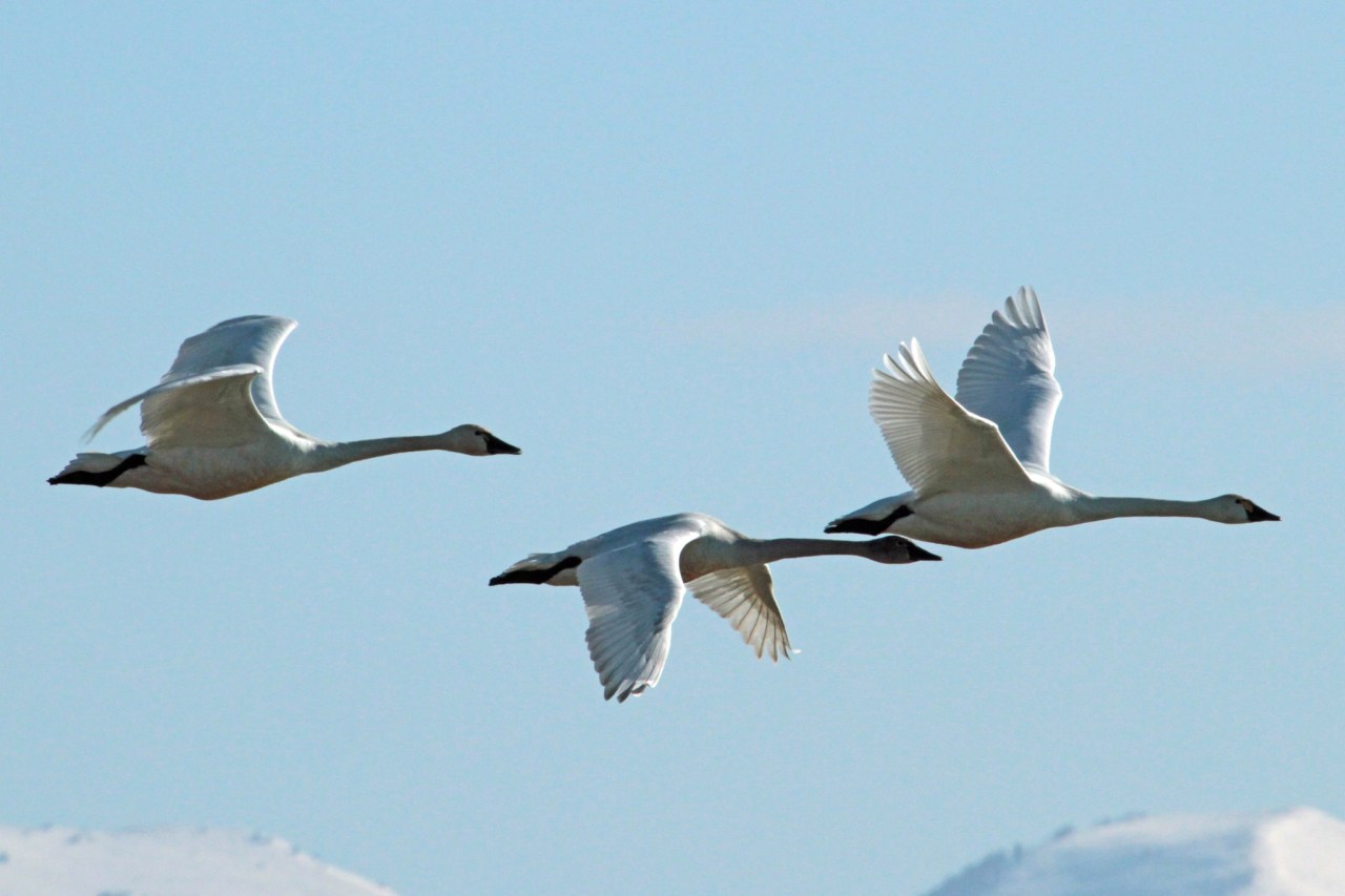  Why northern Utah and the Great Salt Lake are critical for migrating swans 