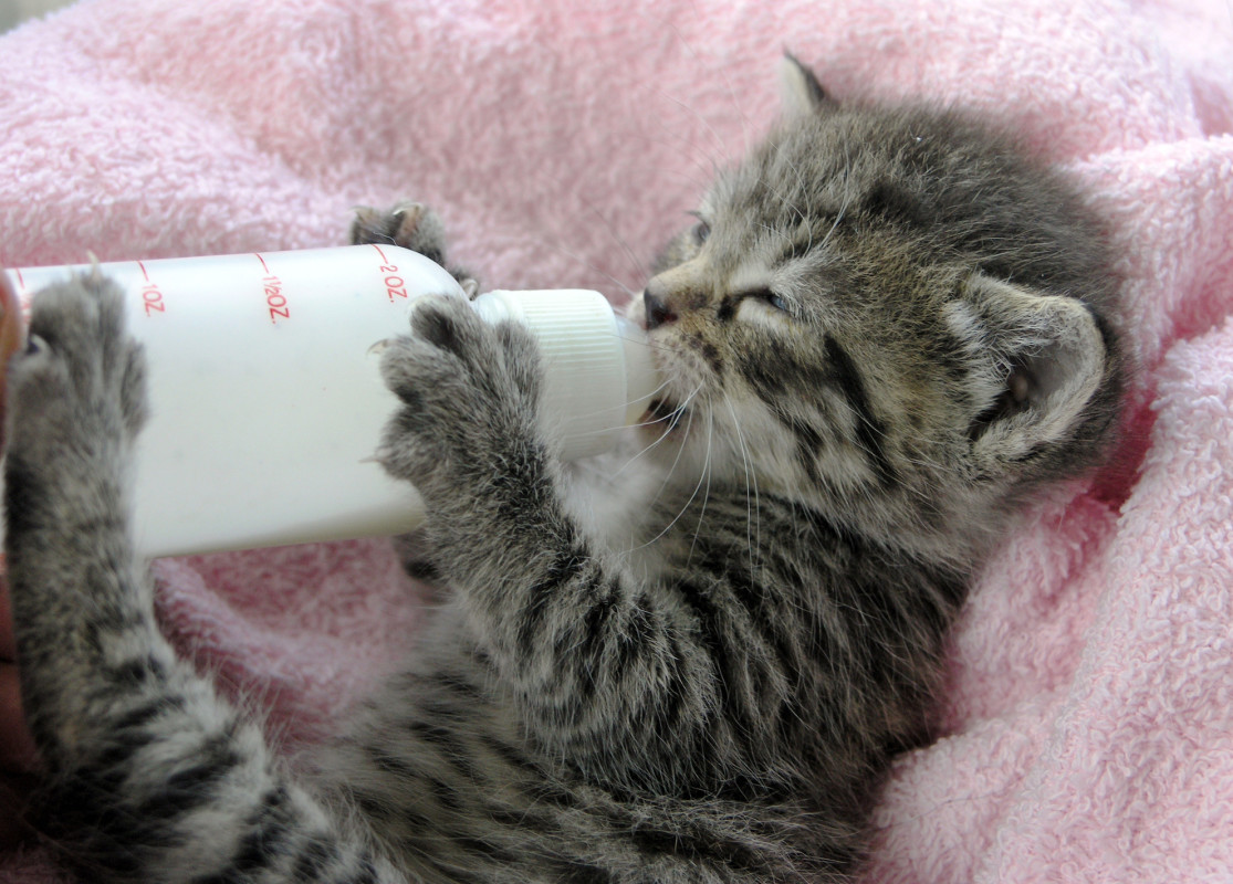  North Carolina Shelter Offers 'Bottle Feeding Class' in Anticipation of 'Kitten Season' 