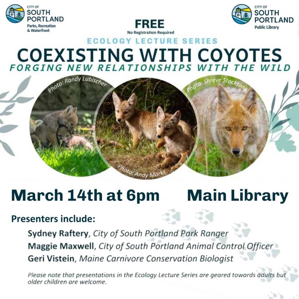  South Portland wildlife lecture series explores coexisting with coyotes 