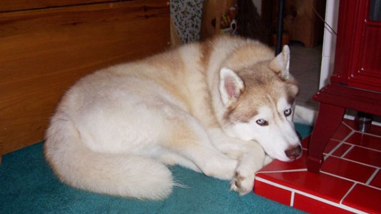  Thirteen-year-old Siberian Husky thrives after treatment for soft-tissue sarcoma 