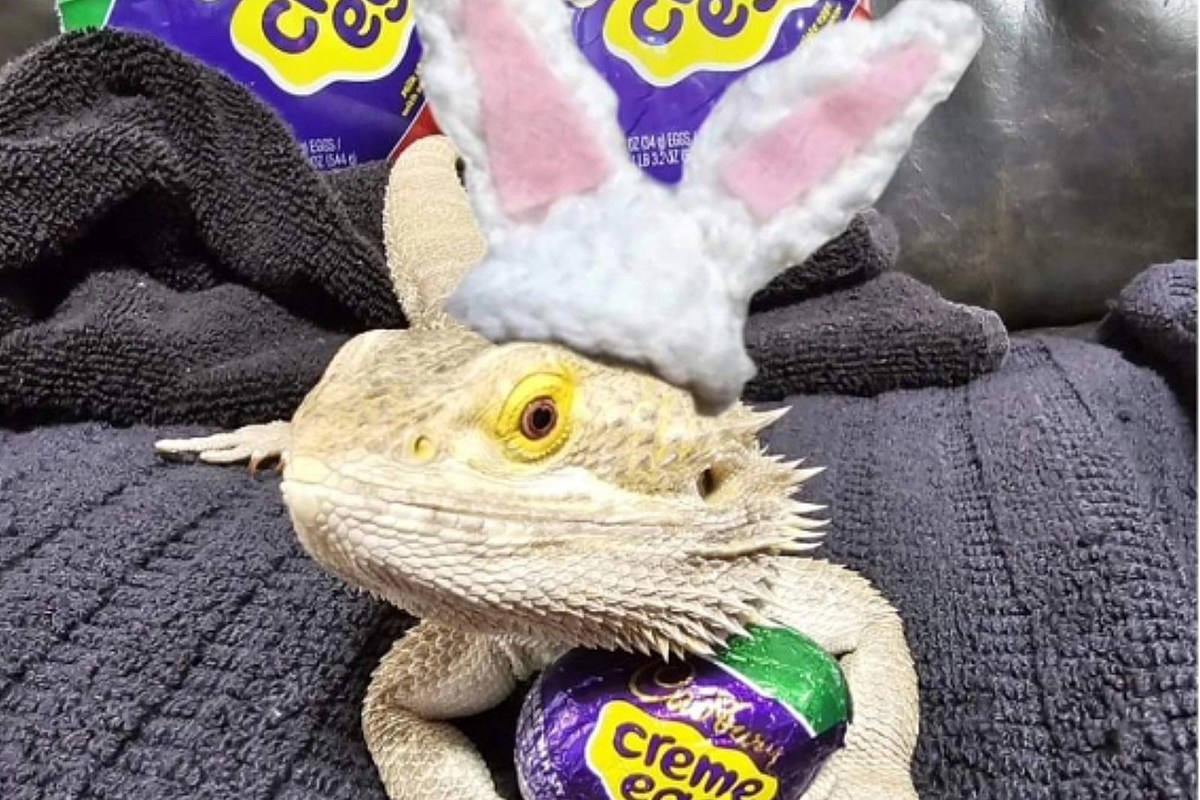  Vote for Adorable South Dakota Lizard To Be The Cadbury Bunny 