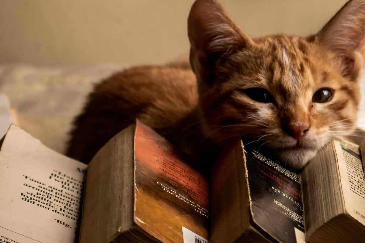  Cat pics accepted as payment for lost library books during 