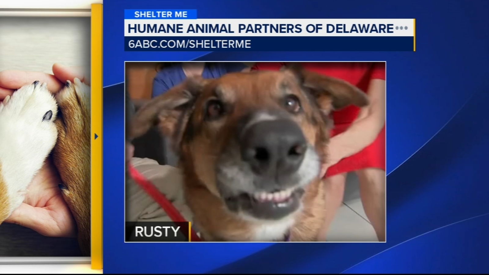  Shelter Me: Rusty the shepherd mix is looking for his forever home 