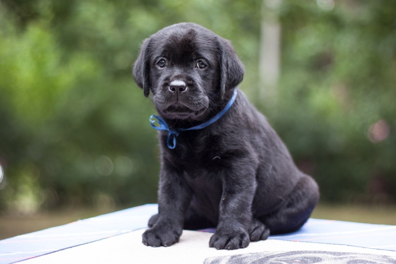  Labrador Retriever Puppies For Sale in Arizona: 2024 Breeders List – Dogster 