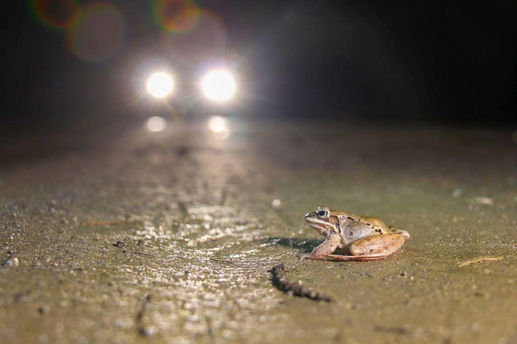  Maine Big Night is protecting amphibians through community science 
