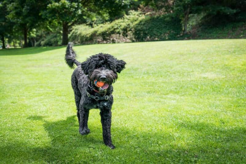  Top Dog-Friendly Spots in Virginia 
