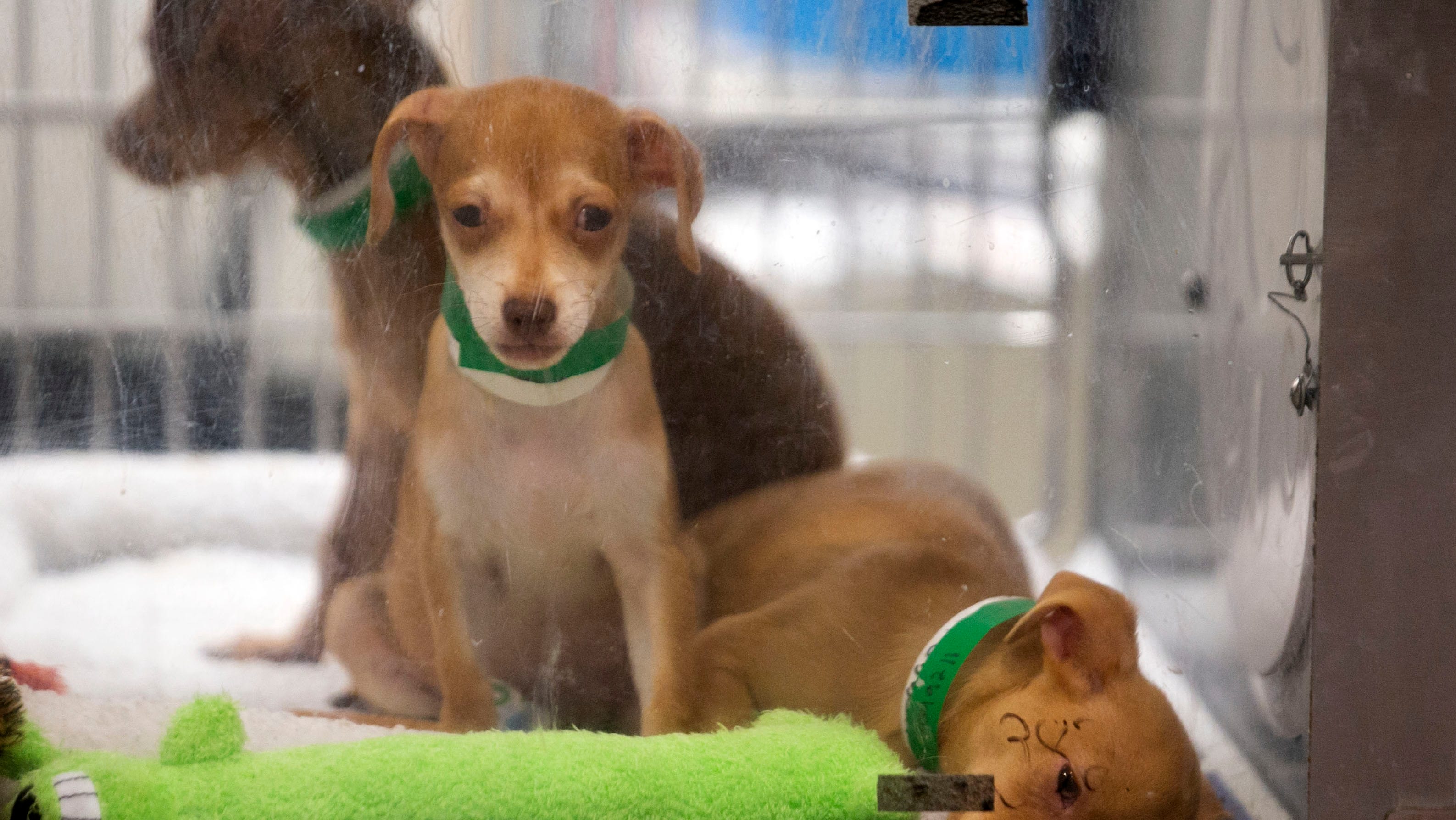  Dog in Phoenix shelter dies, tests positive for infection. What to know about Strep zoo 