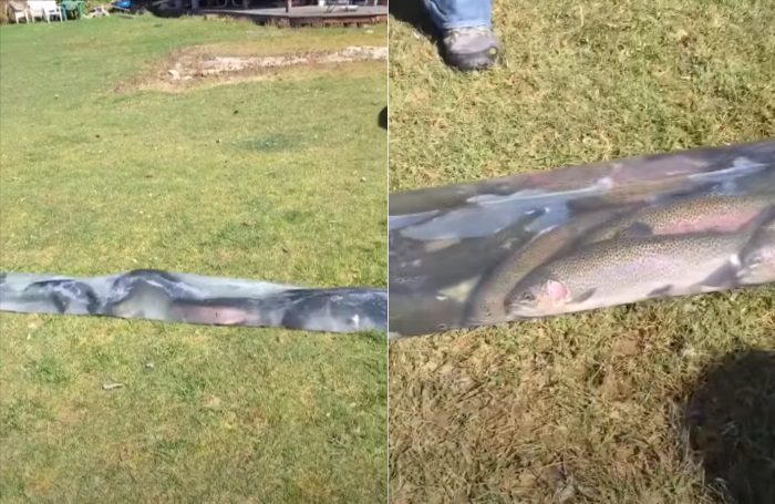  Rainbow Trout Waterslide Used To Restock Lake In Washington State 