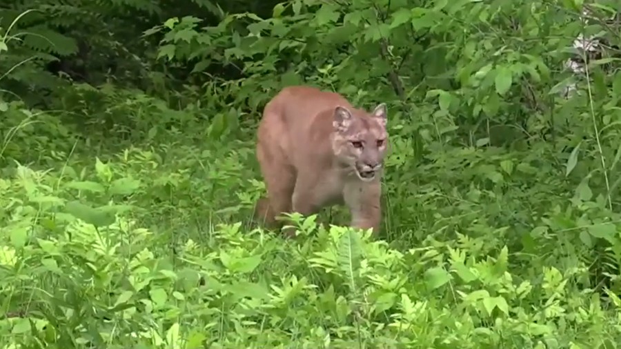  Cougar spotted in Magnolia neighborhood of Seattle 