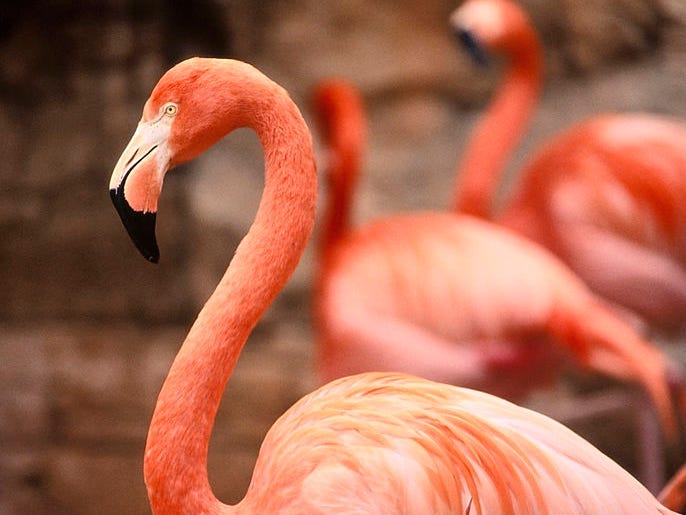  A rogue flamingo that escaped Kansas zoo in 2005 was spotted on the coast of Texas 