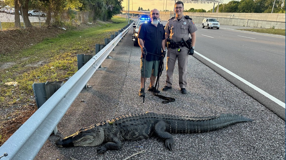  9-foot alligator spotted on Selmon Expressway in Tampa 