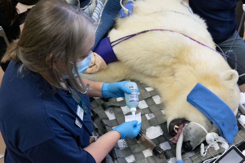  Polar bear Laerke gets her annual physical 